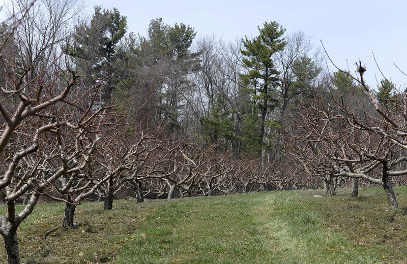 Cold weather causes massive peach crop destruction in New England